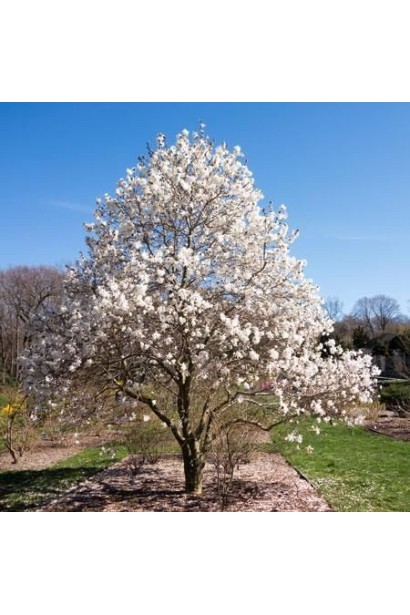 Магнолия звездчатая Роял Стар